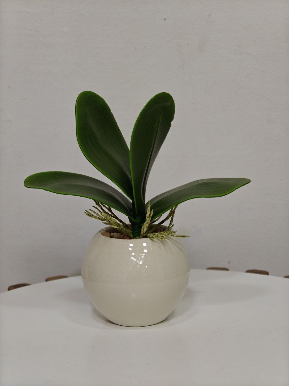Plante art pm 034