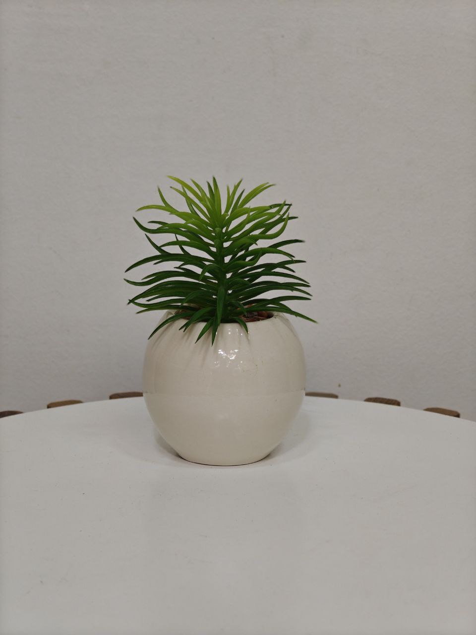 Plante art pm 034