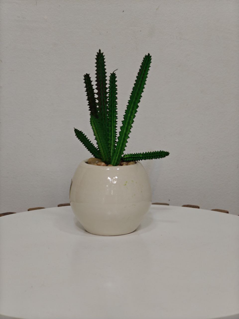 Plante art pm 034