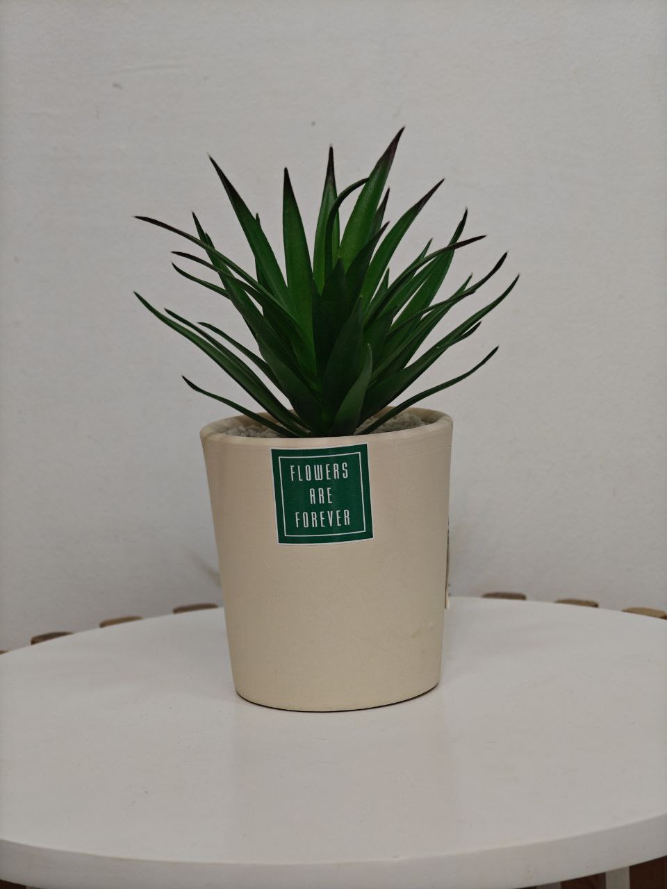 Plante art m34