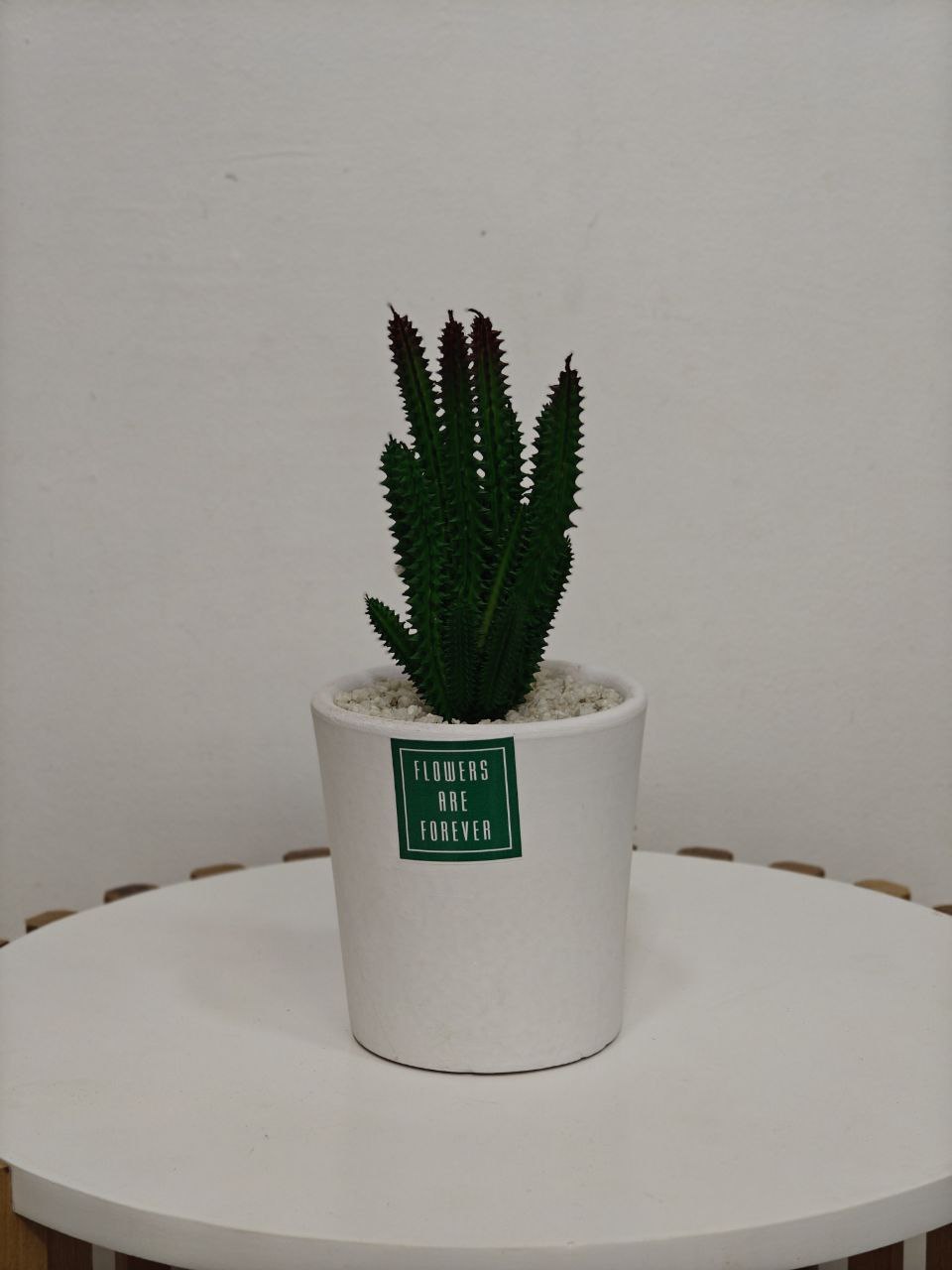 Plante art m34