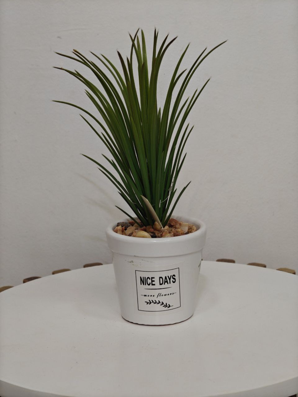 Plante art03