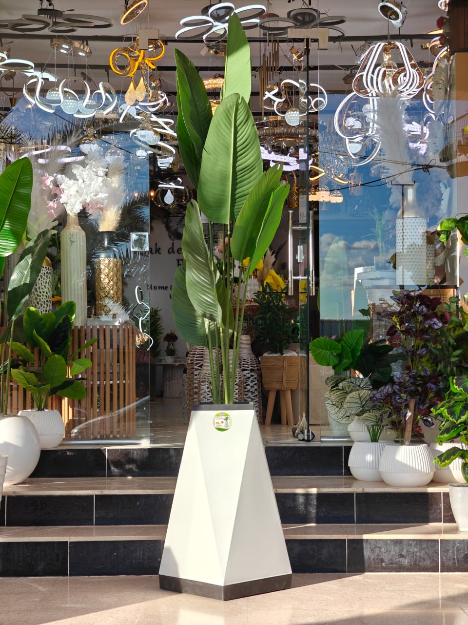 Plante 2.50m