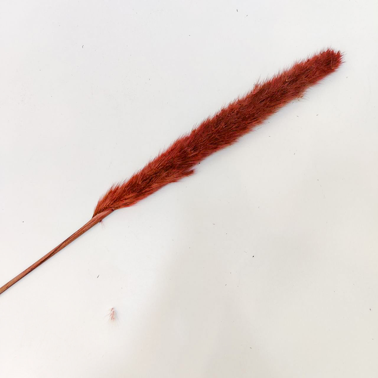 TIGE PAMPA COLORé