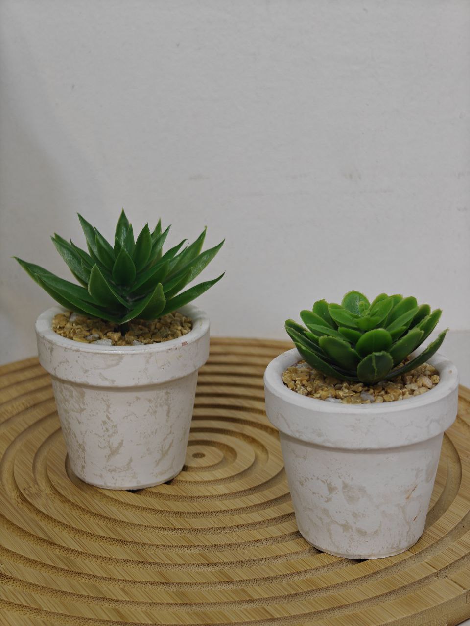 Plante pm