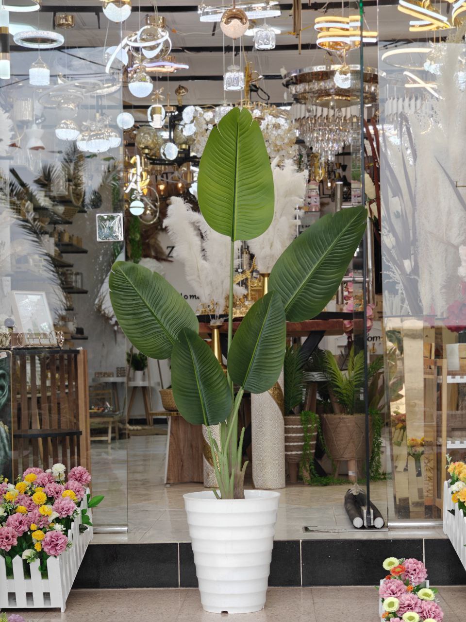 Plante grand format