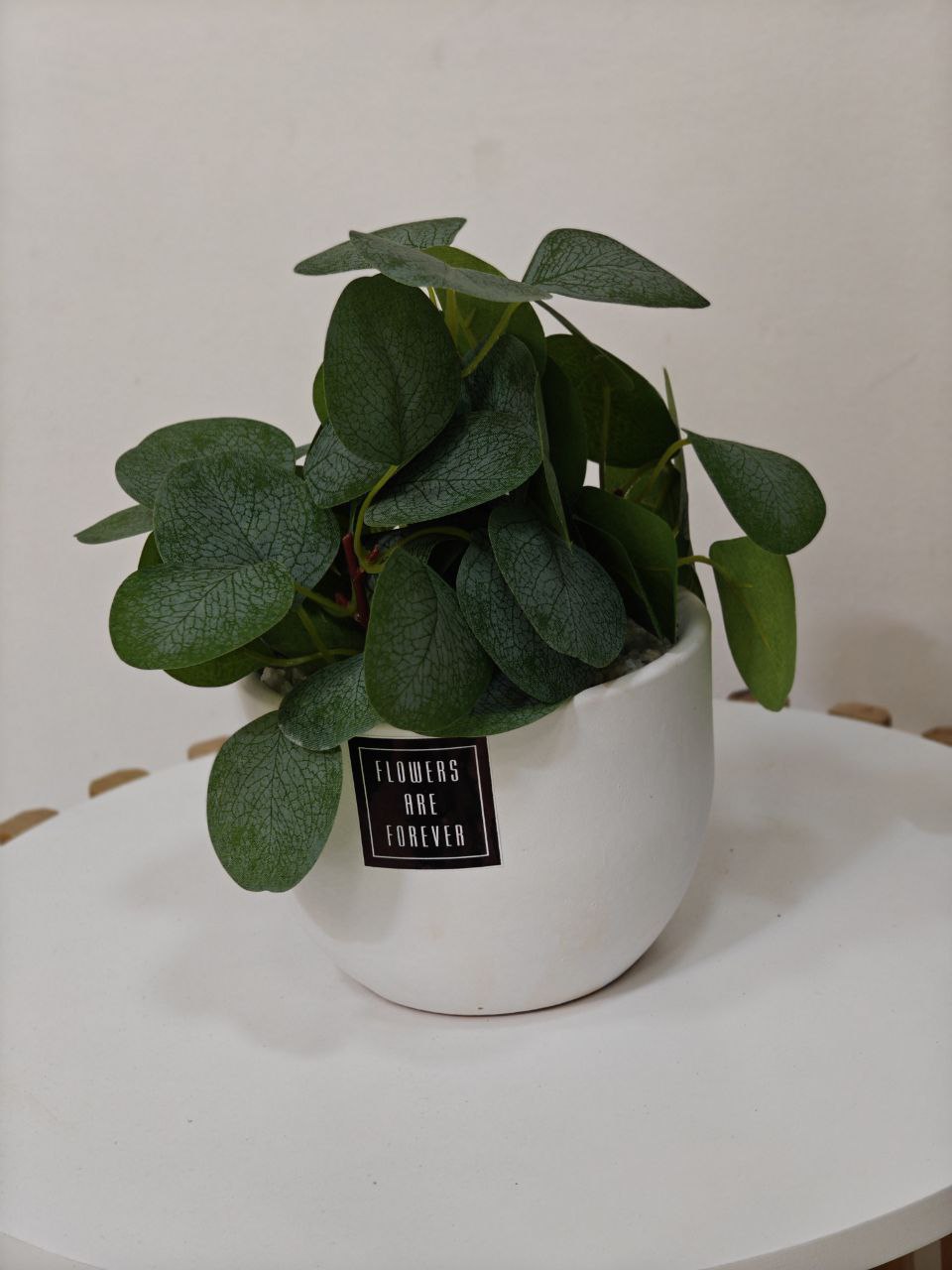 Plante art nv34