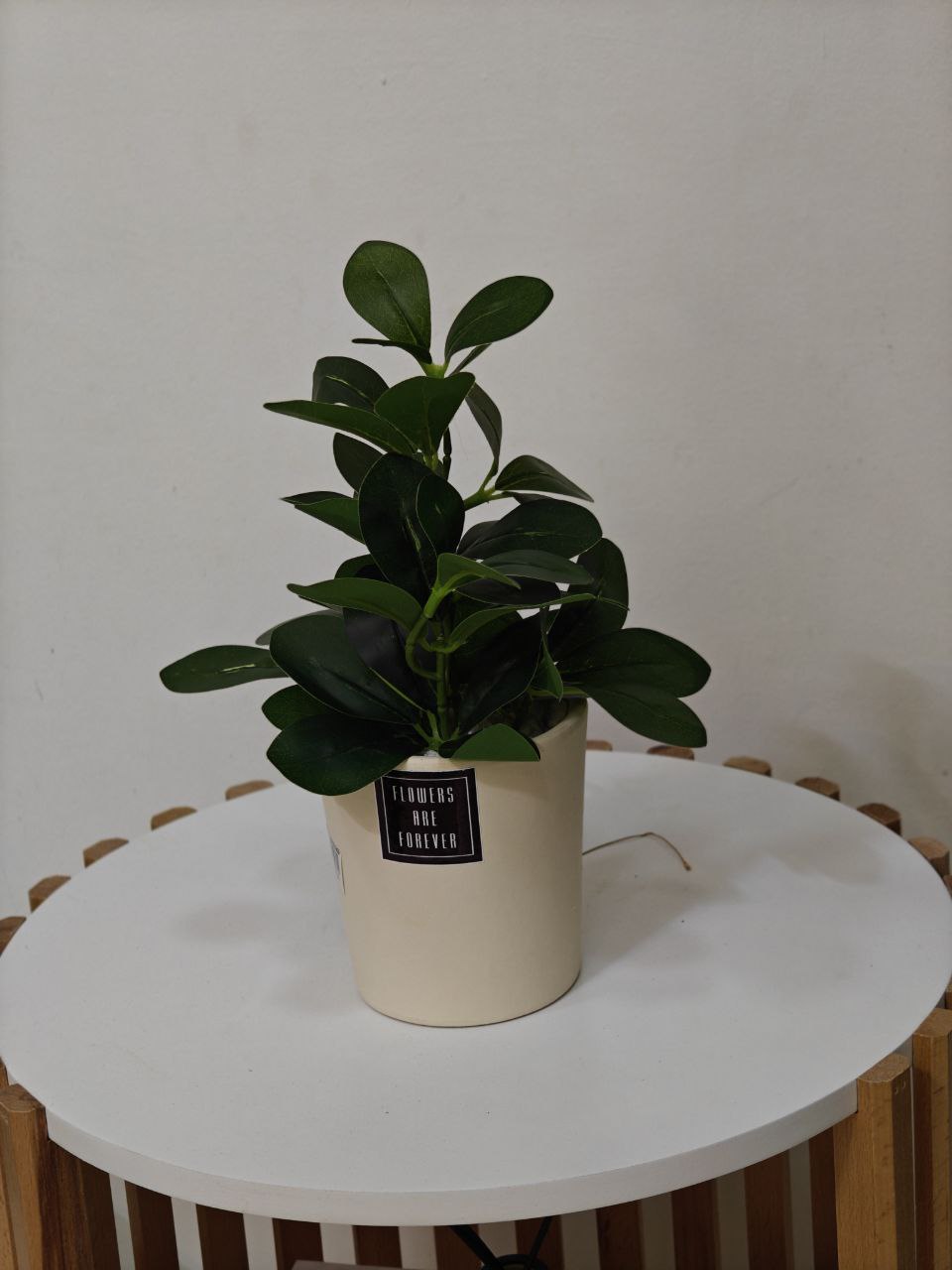 Plante art nv34