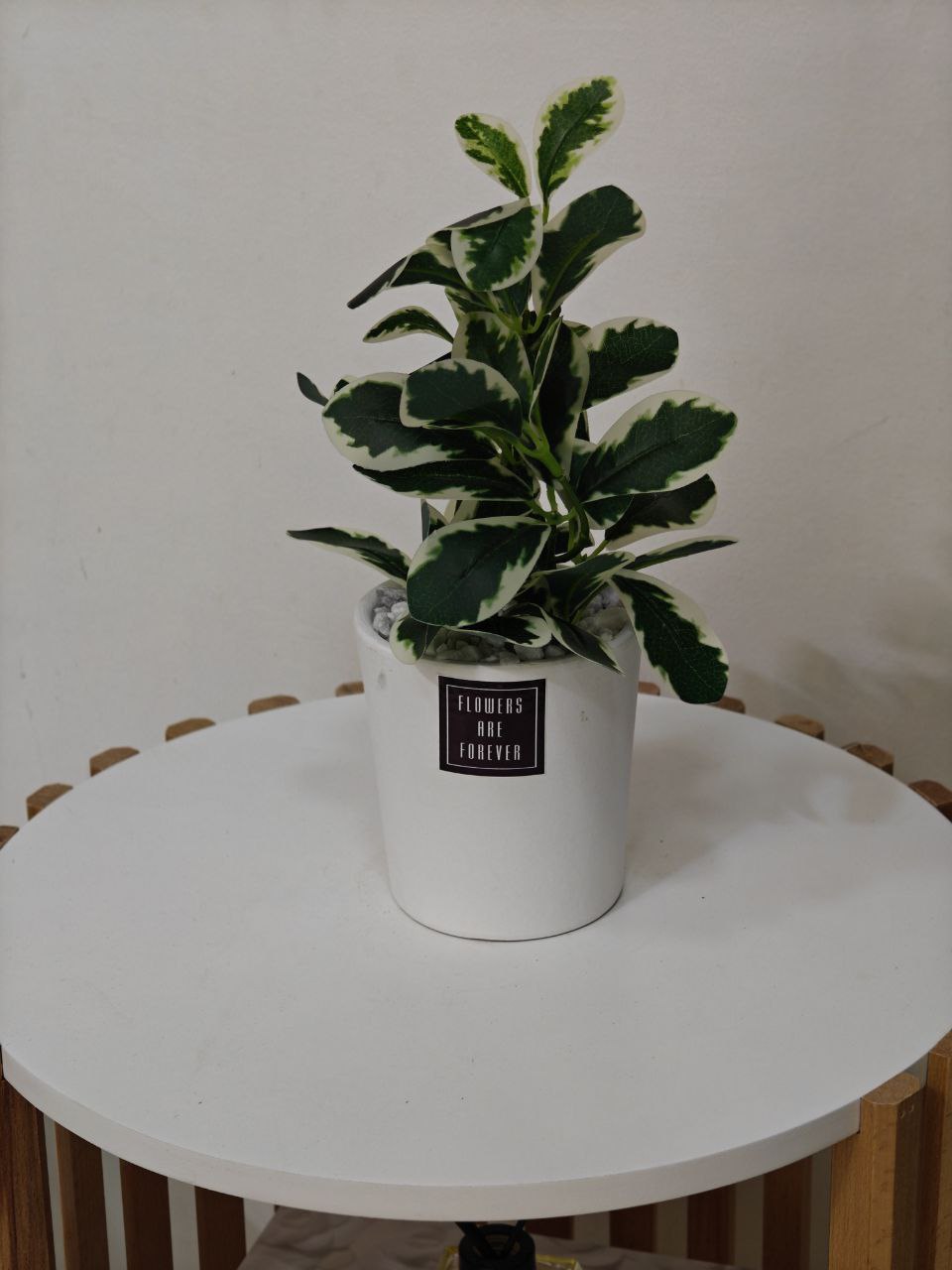 Plante art nv34