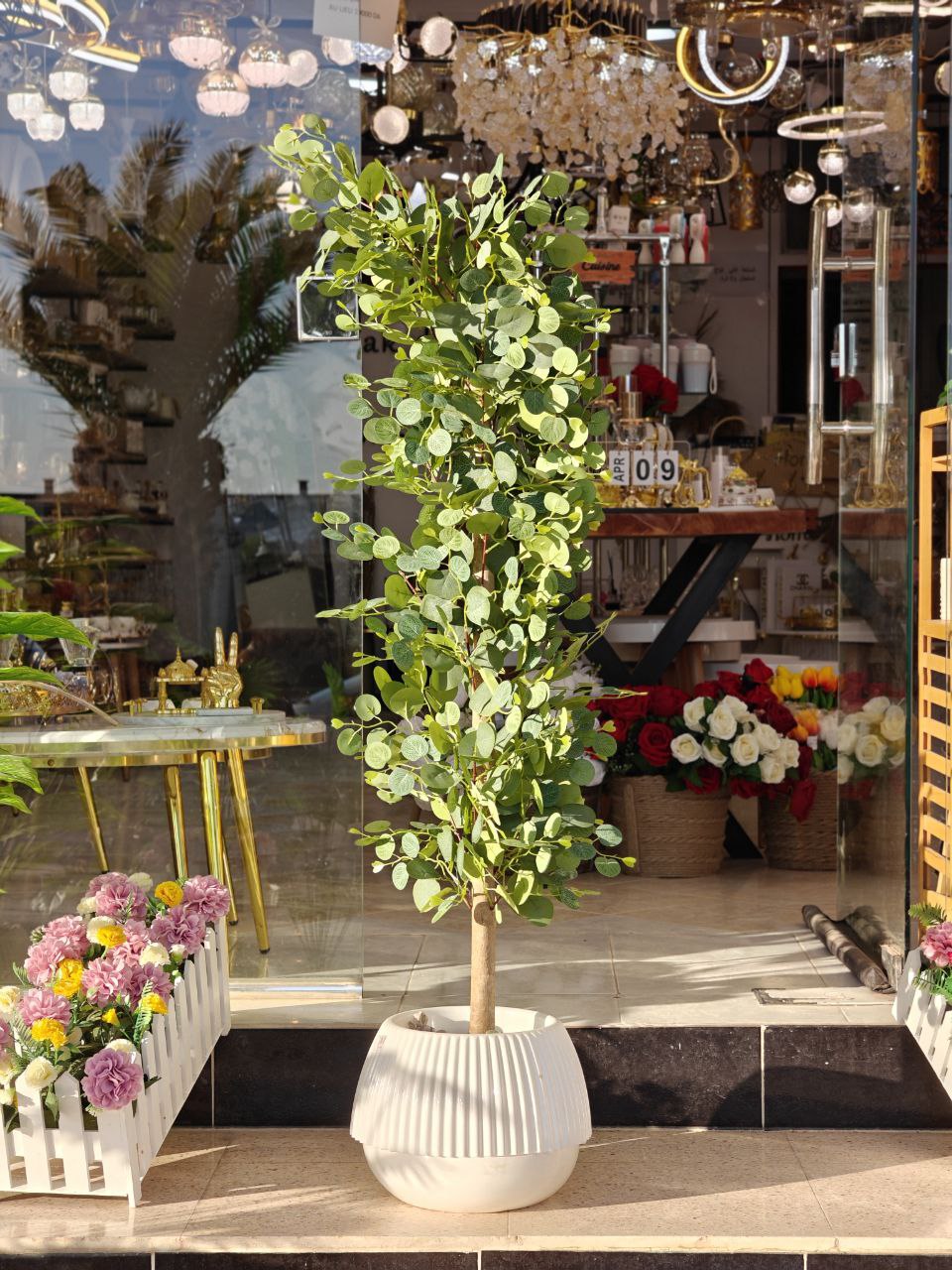 Plante d'olive 1.40 m