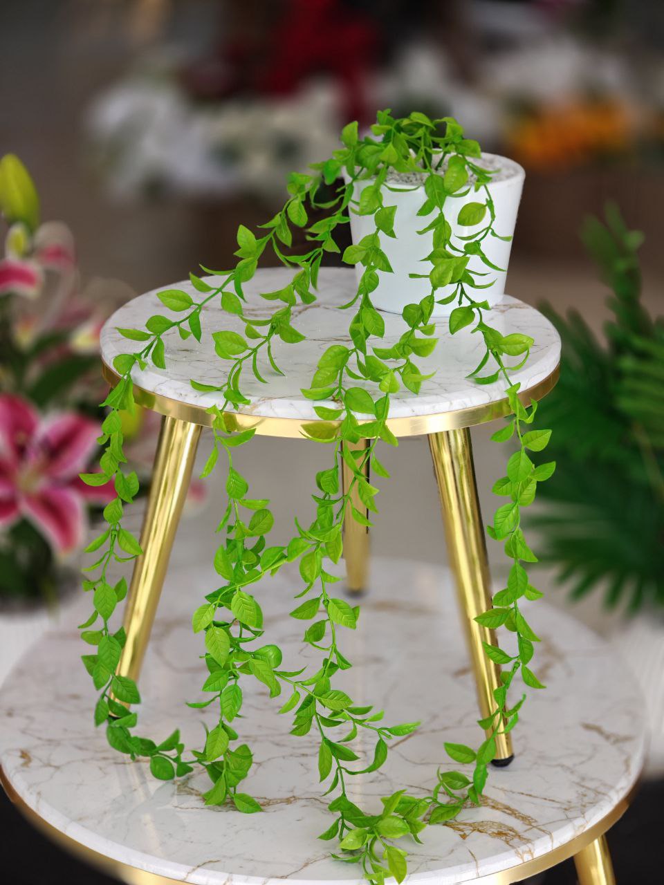 Plante art gm