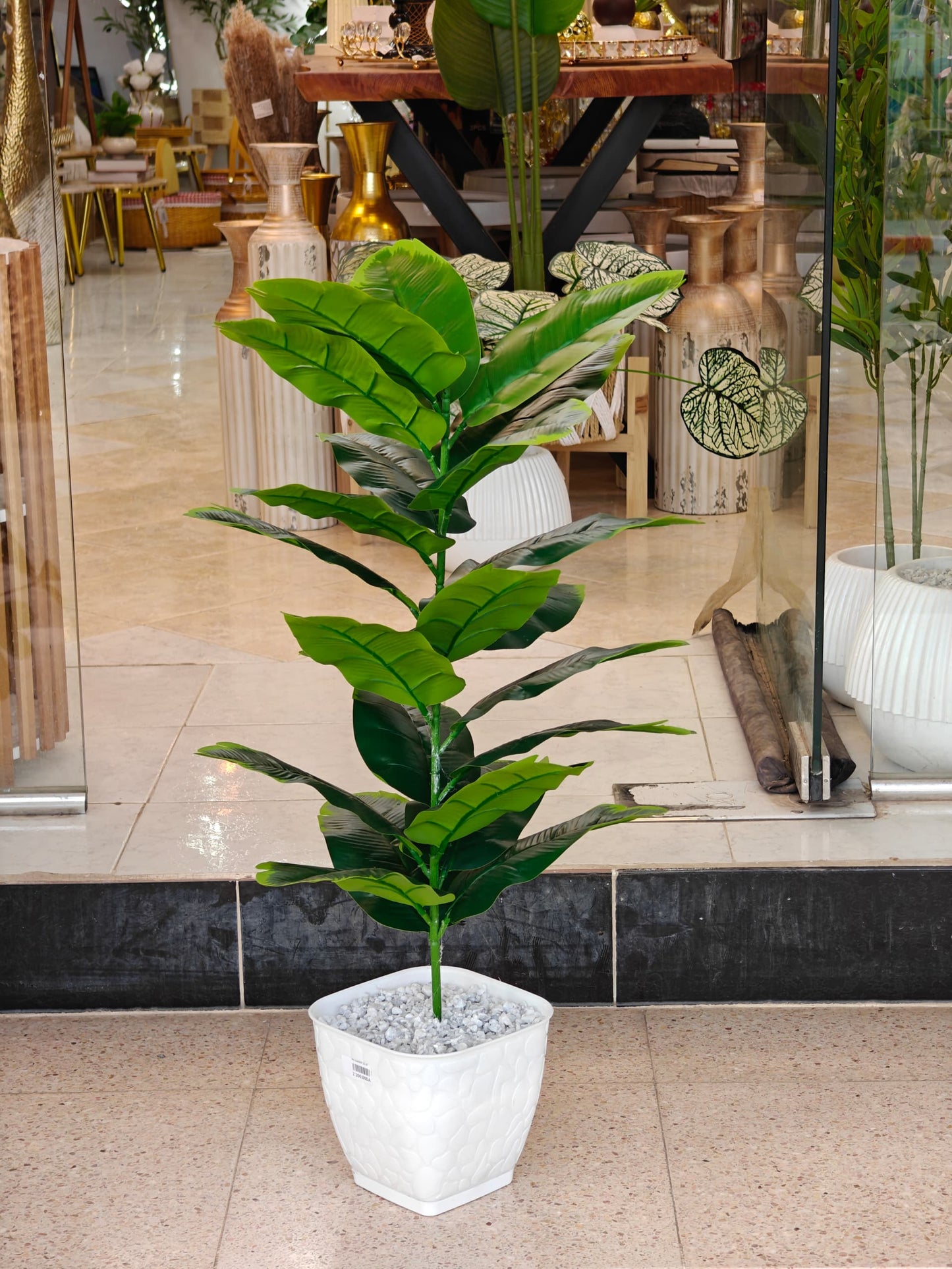 Plante 85 cm