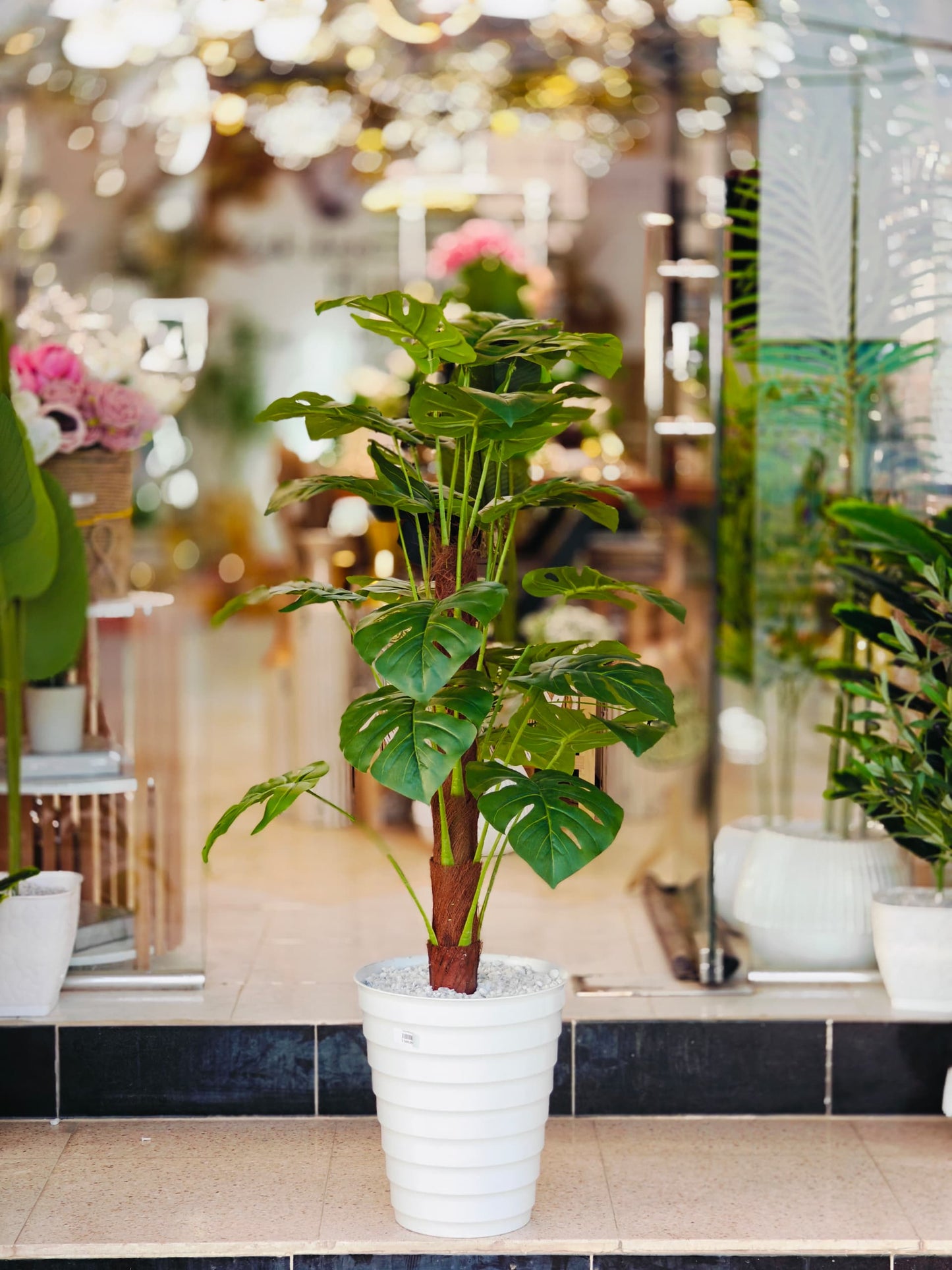 Plante 1.25 cm