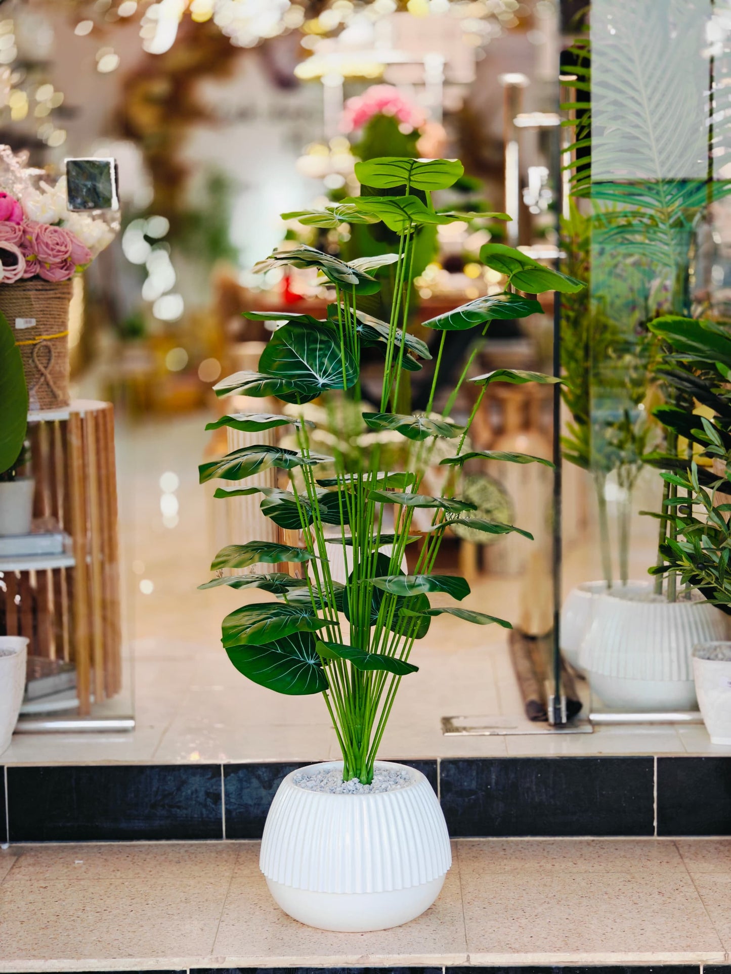 Plante 1.30 cm