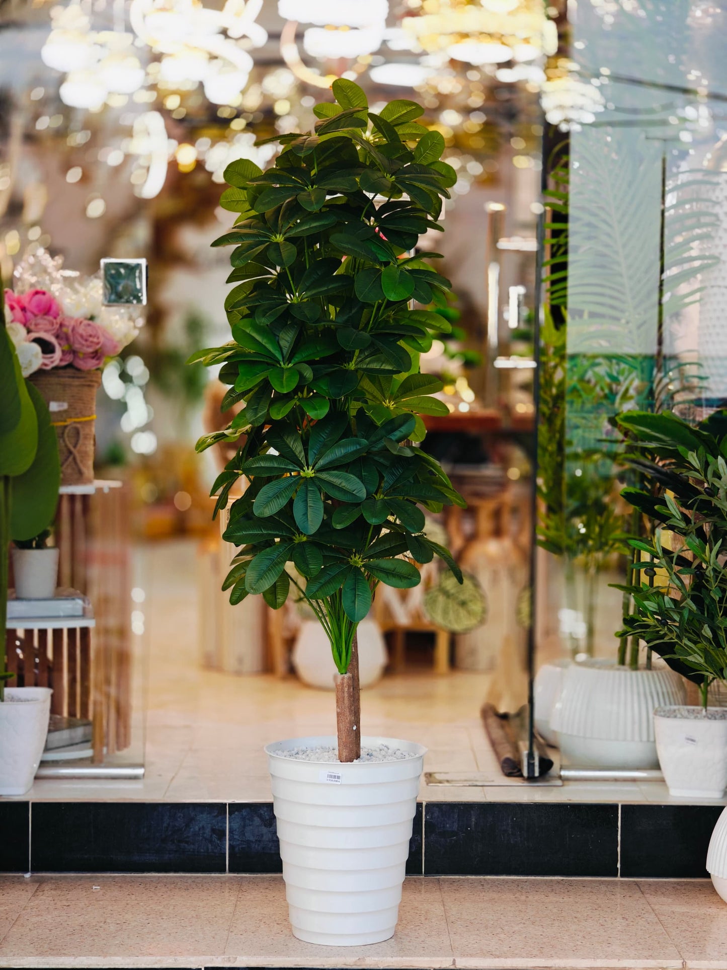 Plante 1.60 cm