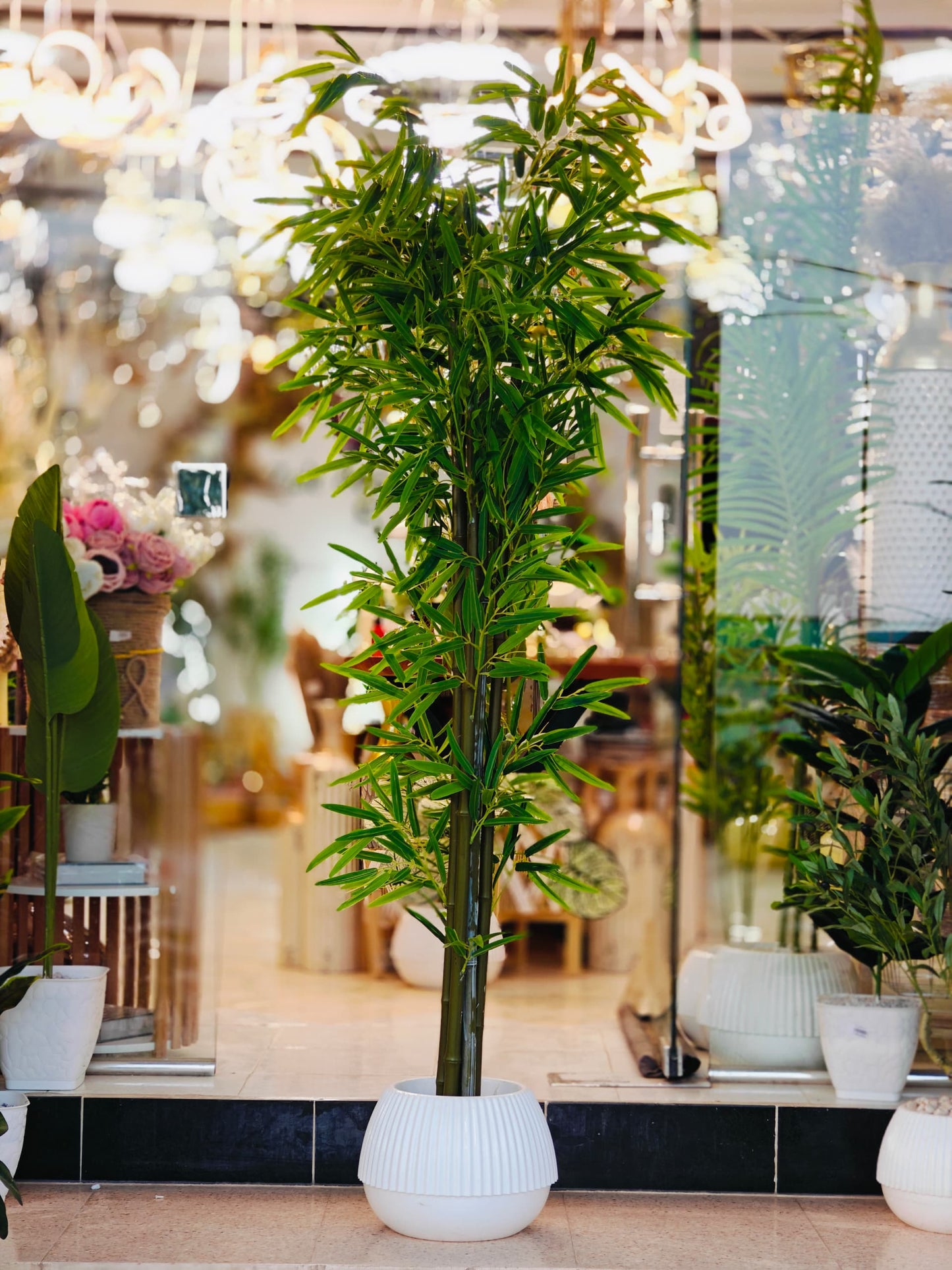 Plante 1.90 m