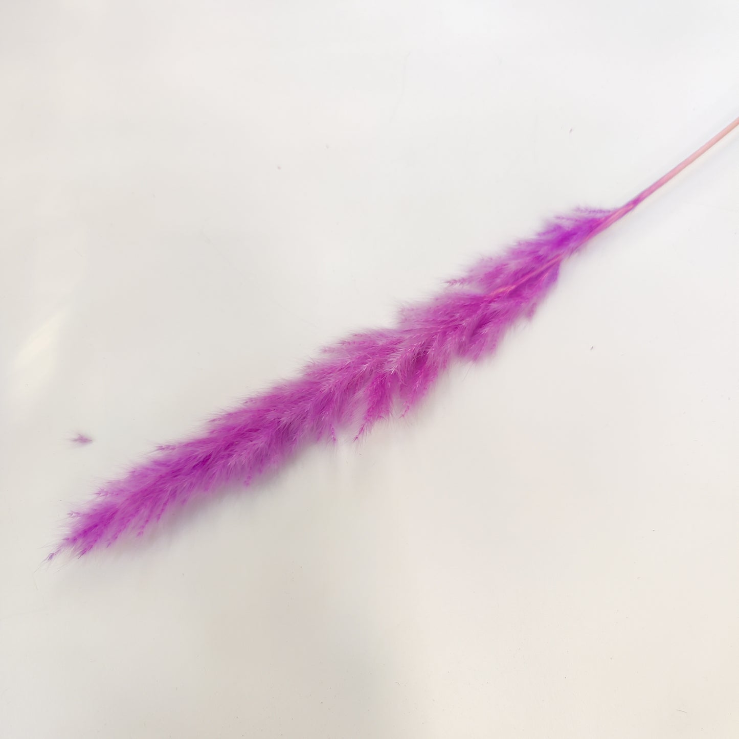 TIGE PAMPA COLORé