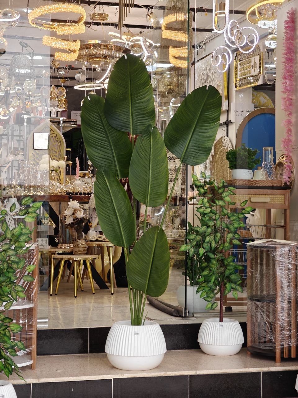 Plante art 1.90 m