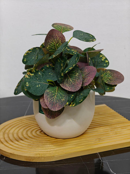 Plante art 0233