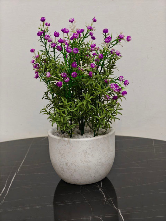 Plante a fleurs violé