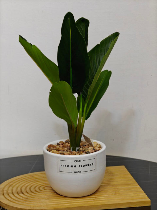 Plante art nv04