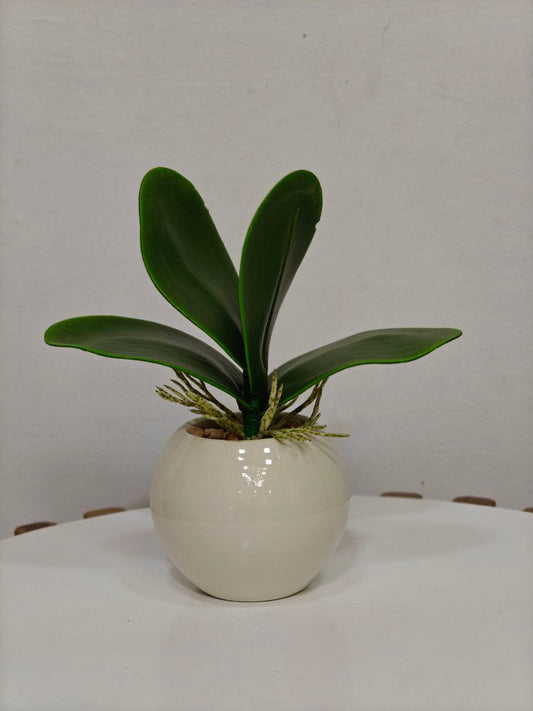 Plante art pm 034