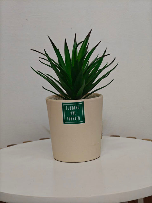 Plante art m34