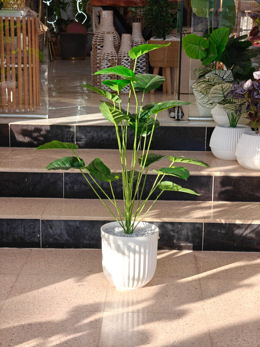 Plante 1 m