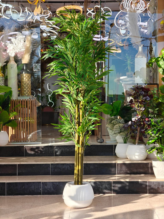 Plante1.95 m