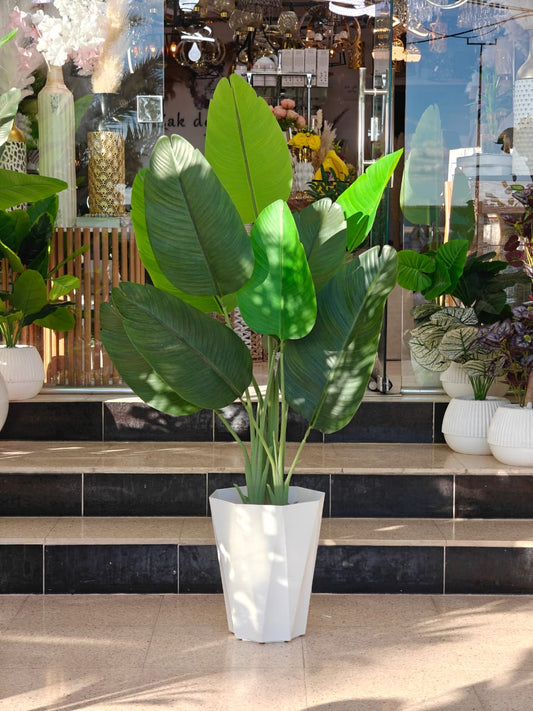 Plante 1.60 m