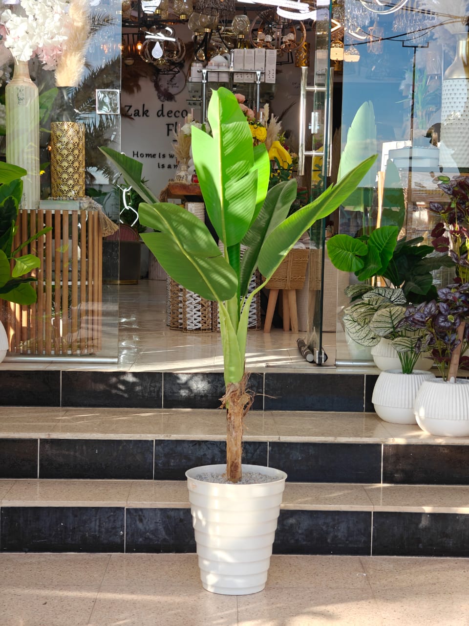 Plante art 1.50 m