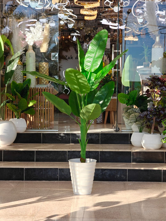 Plante 1.85 cm