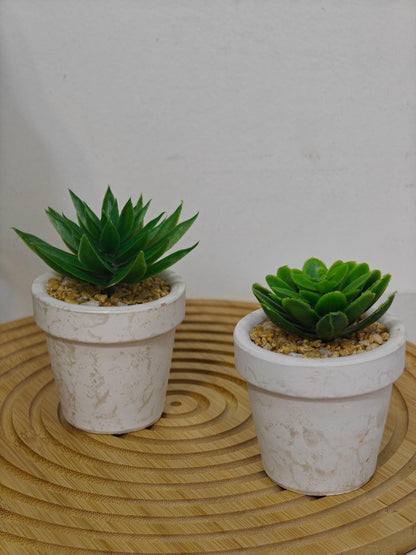 Plante pm