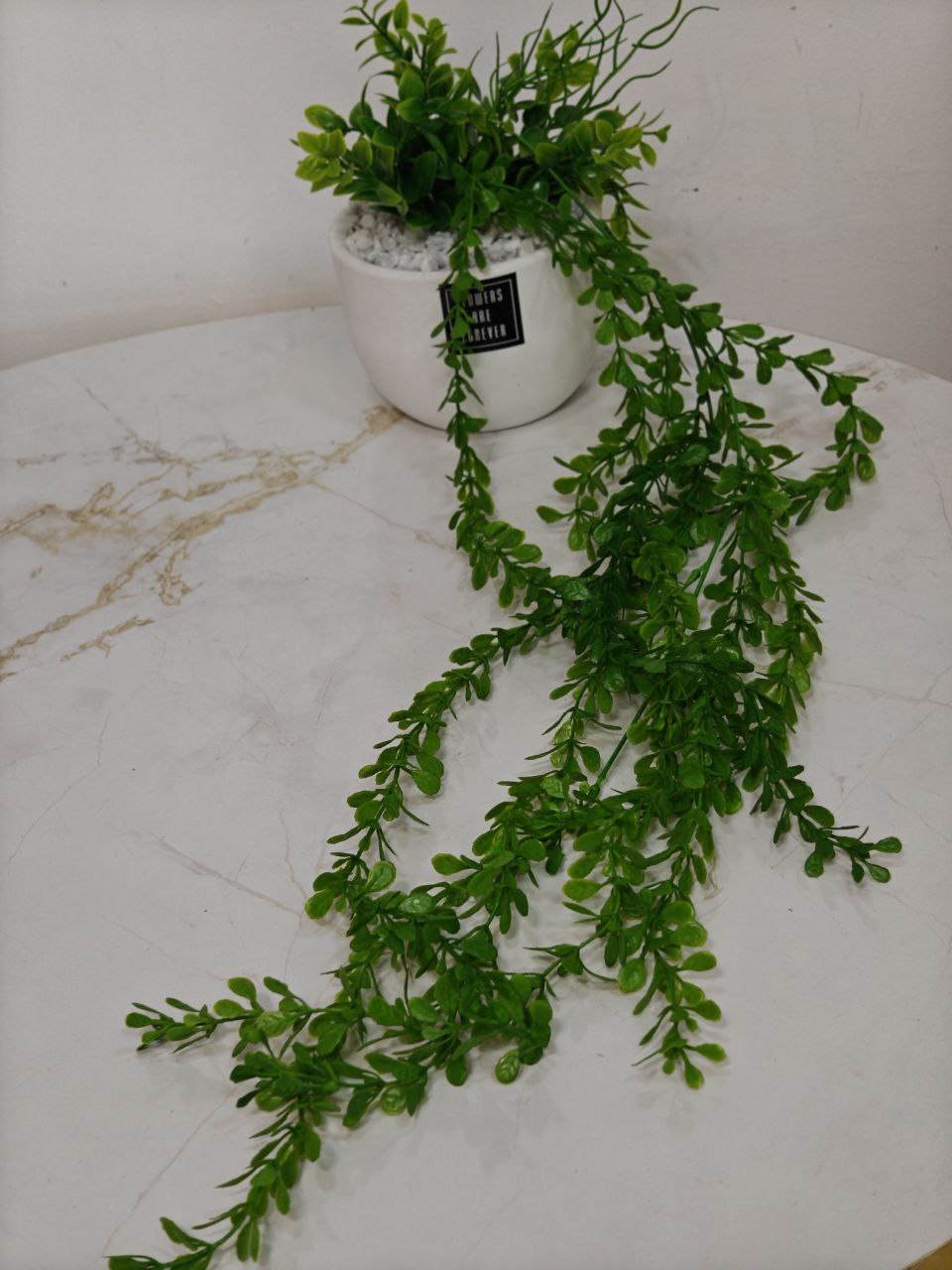 Plante art nv23