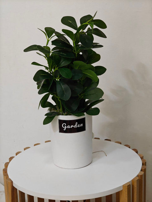 Plante art nv34