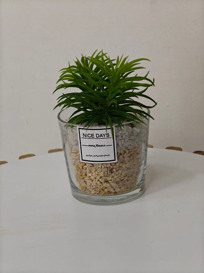 Plante pot transparent