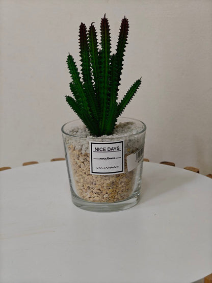 Plante pot transparent