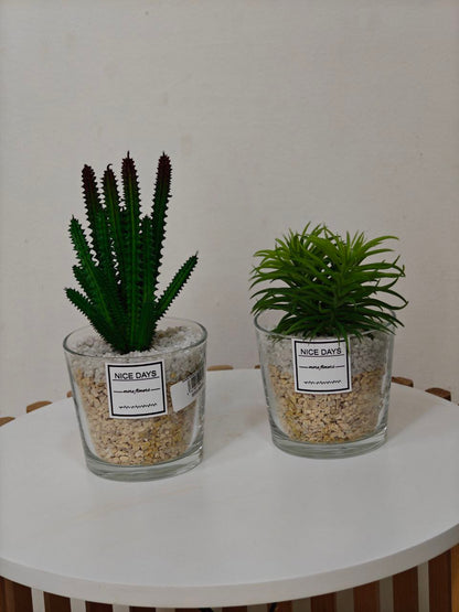 Plante pot transparent