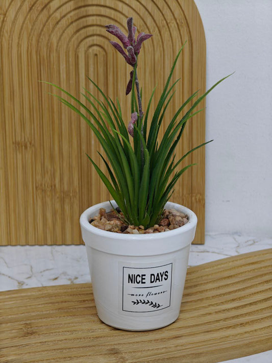 Plante décoratif m2