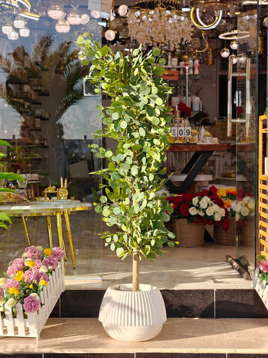 Plante d'olive 1.40 m