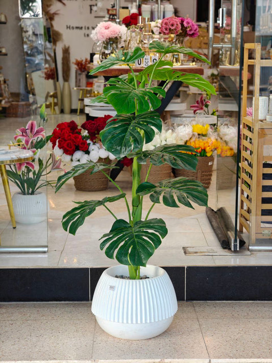 Plante art 1.10 m