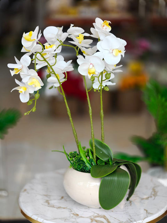 Orchidée pot en verre