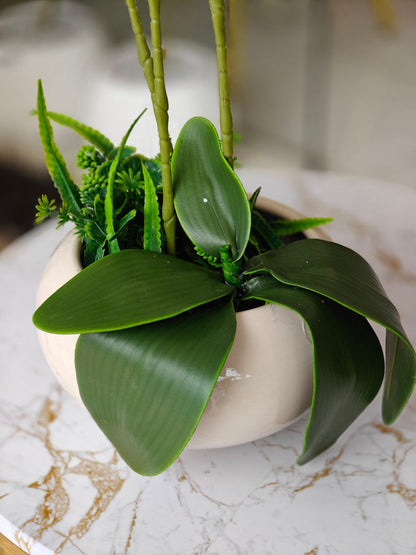 Orchidée pot en verre