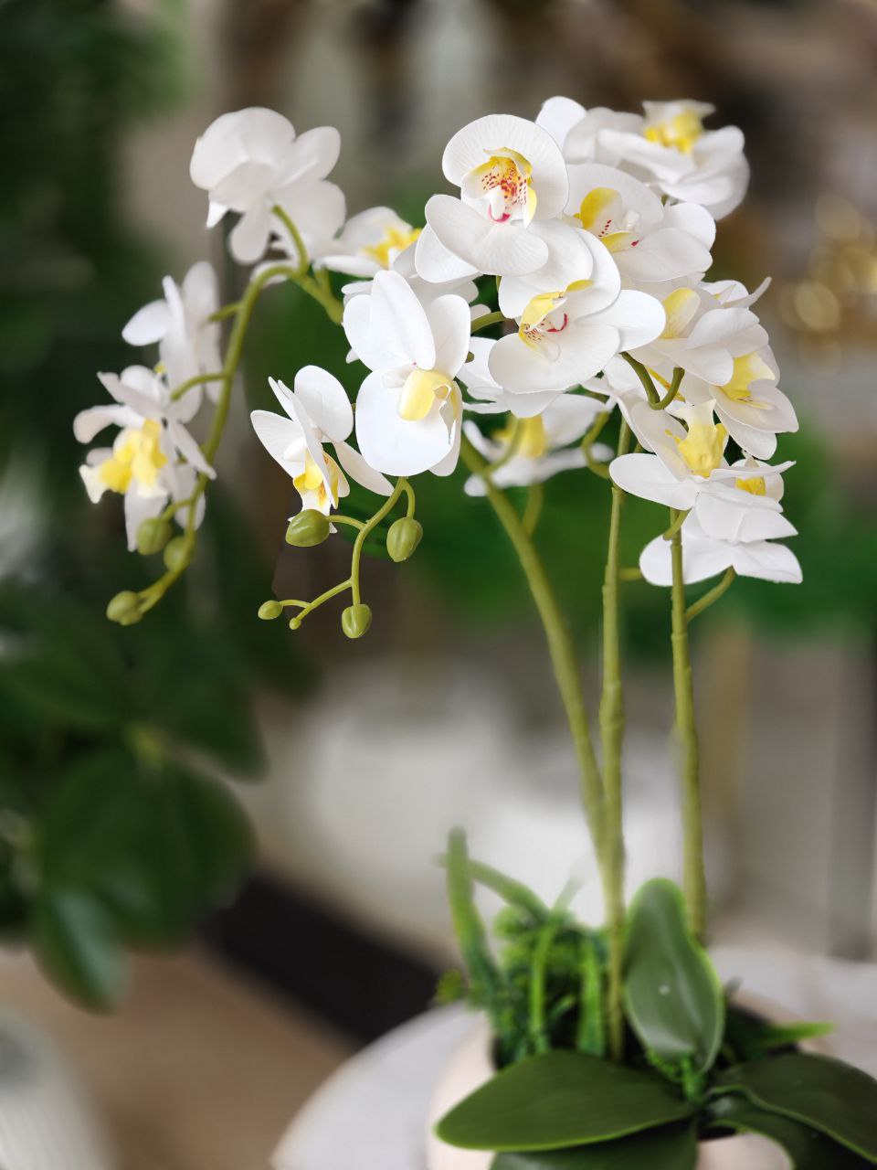 Orchidée pot en verre