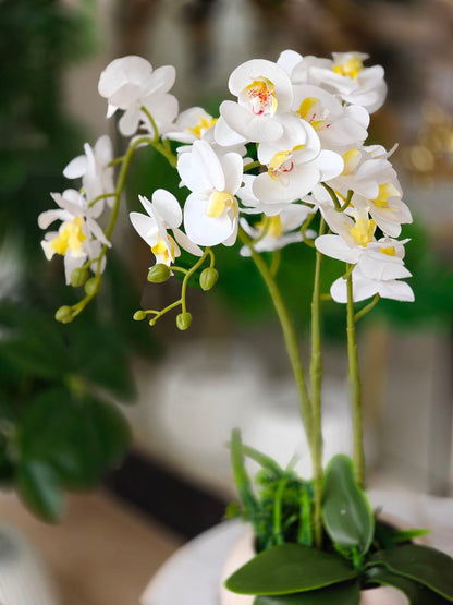 Orchidée pot en verre