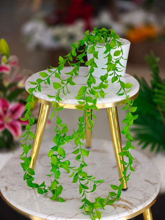 Plante art gm