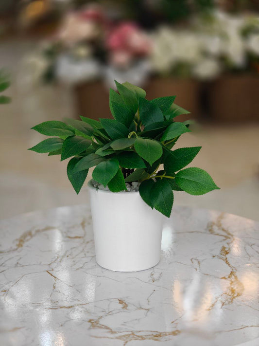 Plante art