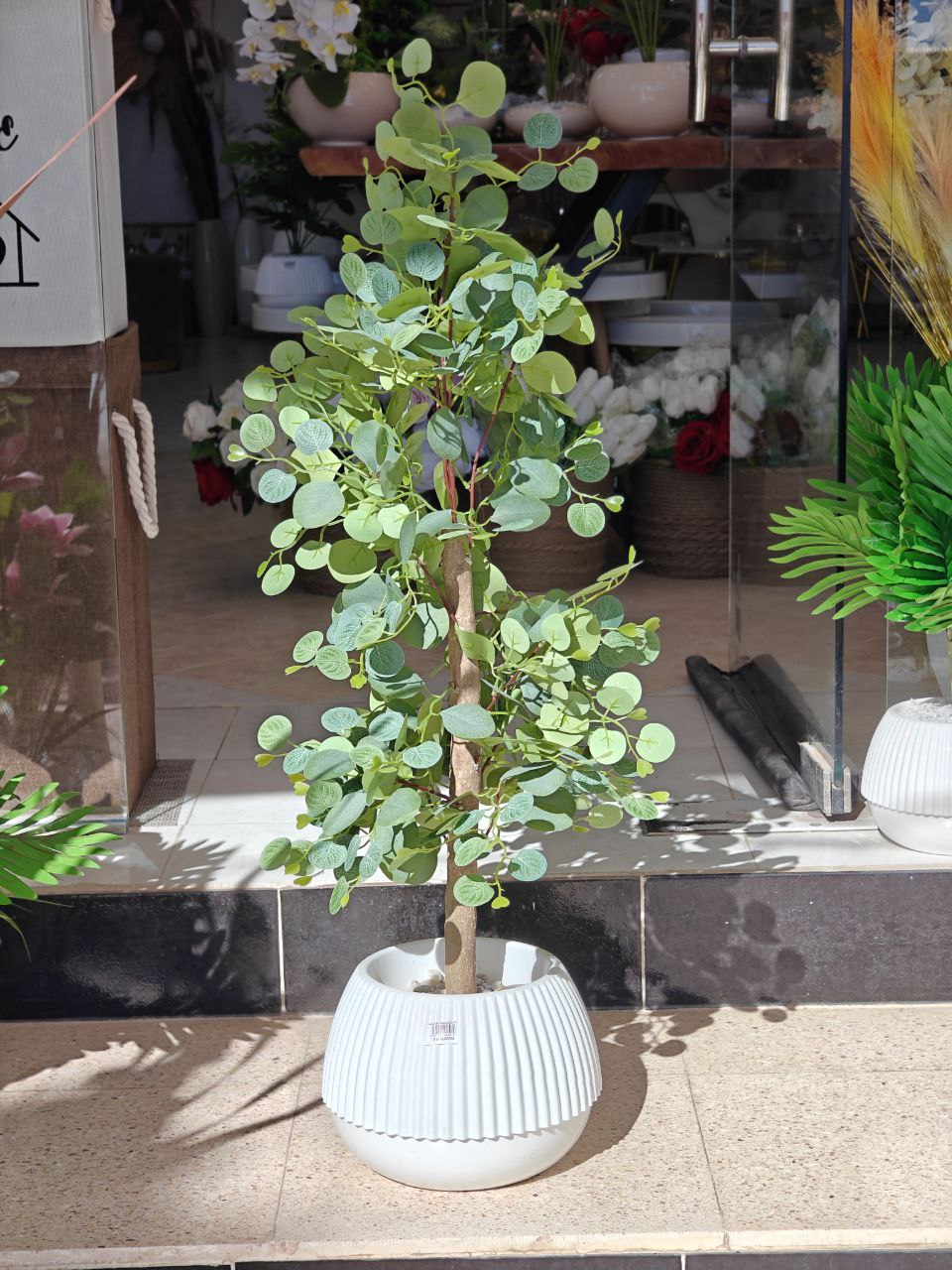 Plante d'olive 1 mètre