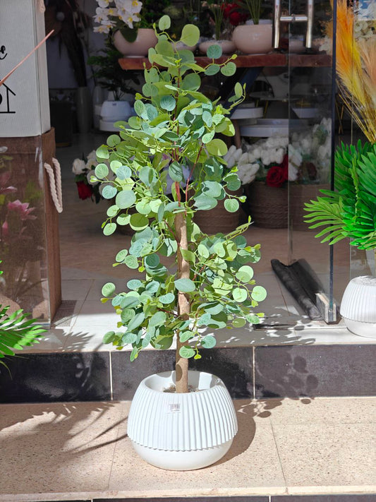 Plante d'olive 1 mètre