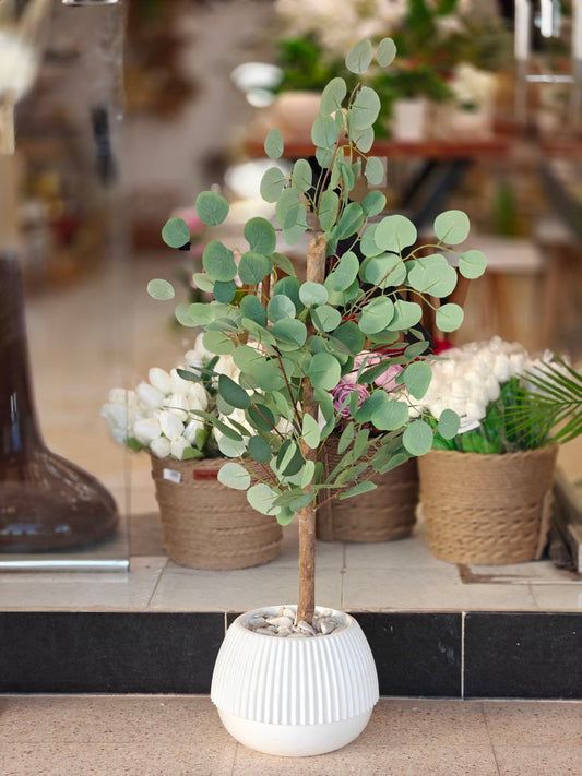 Plante d'olive art 1.10 m